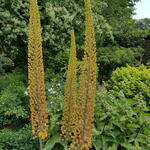 Eremurus isabellinus 'Pinokkio' - 