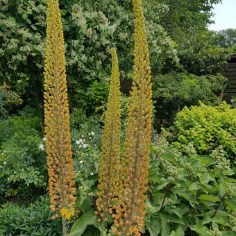 Eremurus isabellinus 'Pinokkio'