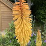 Kniphofia 'Bees' Sunset' - 