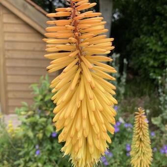 Kniphofia 'Bees' Sunset'