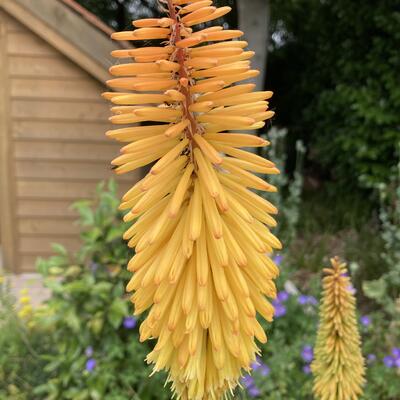 Kniphofia 'Bees' Sunset' - 