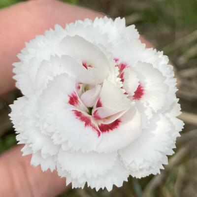 Dianthus plumarius 'Cranmere Pool' - 