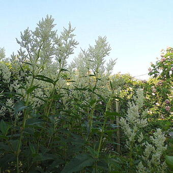 Persicaria polymorpha