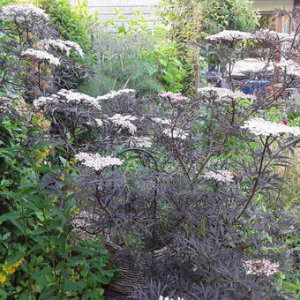 Sambucus nigra 'Black Lace'