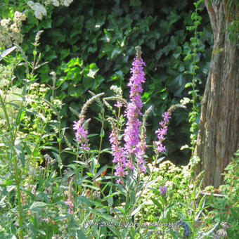 Lythrum salicaria