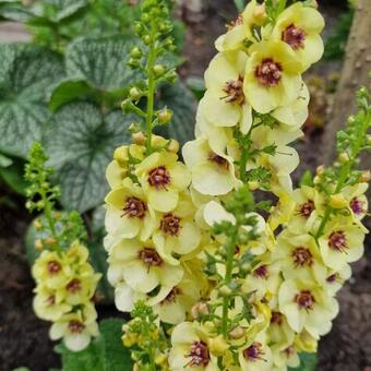 Verbascum 'Dark Eyes'