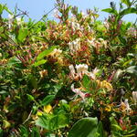 Lonicera japonica 'Red World' - Lonicera japonica 'Red World'