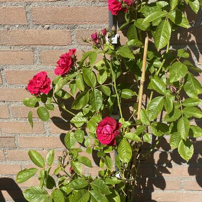 Rosa 'Flammentanz' - 