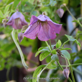 Clematis viticella