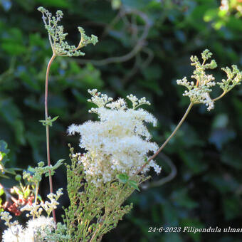 Filipendula ulmaria