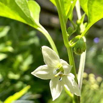 Capsicum annuum 'Jalapeño'