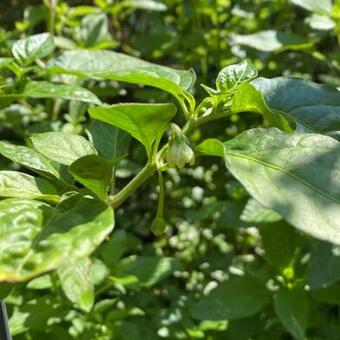 Capsicum chinense