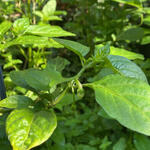 Capsicum chinense - 