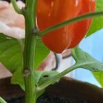 Capsicum chinense - Piment habanero