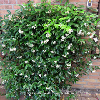 Trachelospermum jasminoides