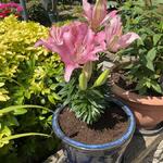 Lilium 'Happy Kiss' - 