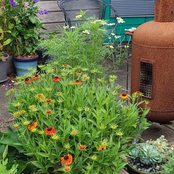 Helenium 'Short'n Sassy'