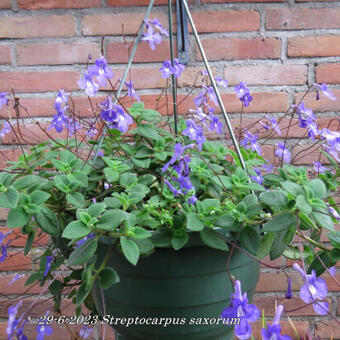 Streptocarpus saxorum