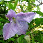 Clematis 'Blekitny Aniol' - Clematis 'Blekitny Aniol'