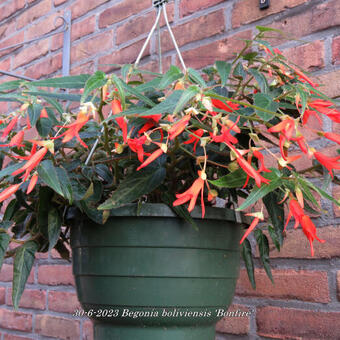 Begonia boliviensis 'Bonfire'