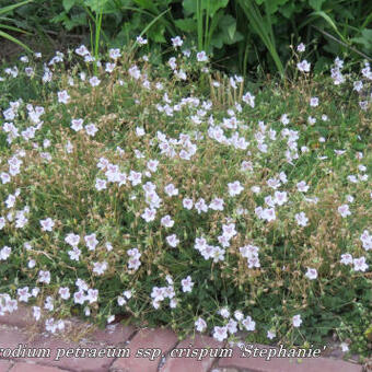 Erodium petraeum ssp. crispum 'Stephanie'