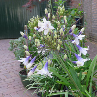 Agapanthus 'Fireworks'