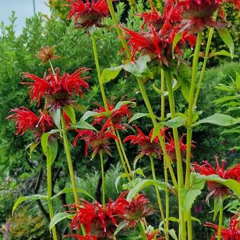 Monarda 'Squaw'