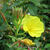 Oenothera glazioviana