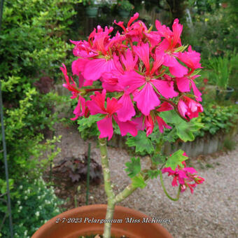 Pelargonium 'Miss McKinsey' (Stellar type)