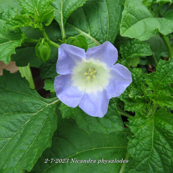 Nicandra physalodes