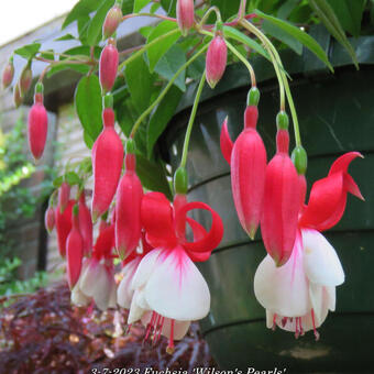 Fuchsia 'Wilson's Pearls'