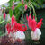 Fuchsia 'Wilson's Pearls'