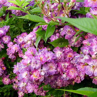 Rosa 'Veilchenblau'