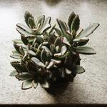 Kalanchoe tomentosa - 