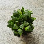 Haworthia retusa - 