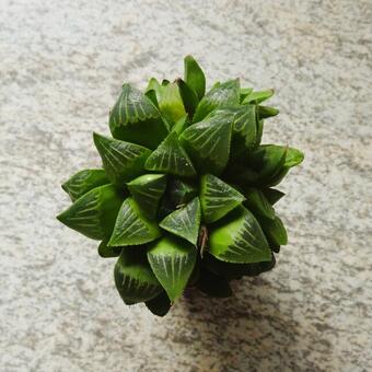 Haworthia retusa