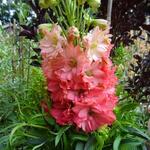 Delphinium 'Red Lark' - 