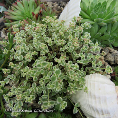 Sedum 'Little Missy' - 