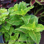 Plectranthus scutellarioides 'Electric Lime' - 