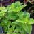 Plectranthus scutellarioides 'Electric Lime'