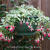 Fuchsia 'Land van Beveren'