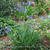 Agapanthus campanulatus 'Oxford Blue'