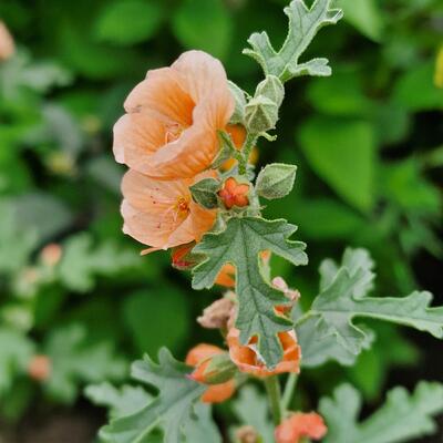 Sphaeralcea 'Childerley' - 