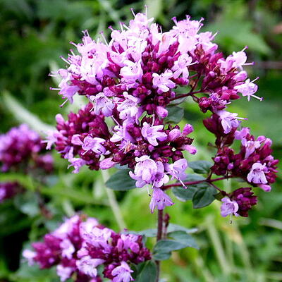 Origanum laevigatum 'Rosenkuppel' - Origanum laevigatum 'Rosenkuppel'