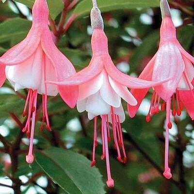 Fuchsia 'Lady Thumb'