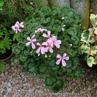 Pelargonium 'Dresden Pink'