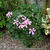 Pelargonium 'Dresden Pink'