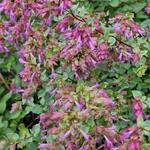 Origanum rotundifolium 'Bellissimo' - 