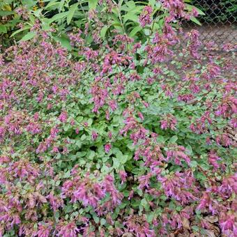 Origanum rotundifolium 'Bellissimo'