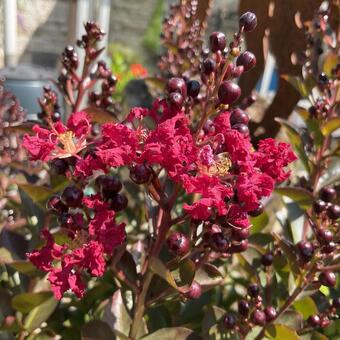 Lagerstroemia